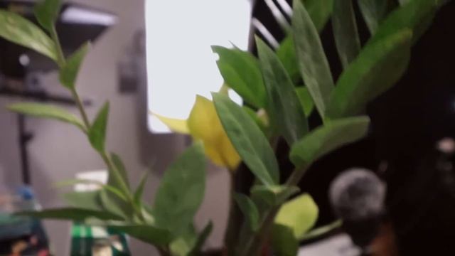 ASMR ★ Lofi Studio Tour! ★ Manga Collection ◦ Equipment ◦ Tapping ◦ Layered Sounds ◦ & More ◕⩊◕ смотреть онлайн