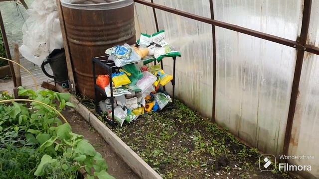 231. Заморозок пощадил. Баклажаны , Перец в теплице. смотреть онлайн