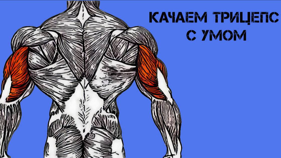Как накачать трицепс. Сделаем трицепс больше. Длинная головка трицепса Кикбек (kickback) смотреть онлайн