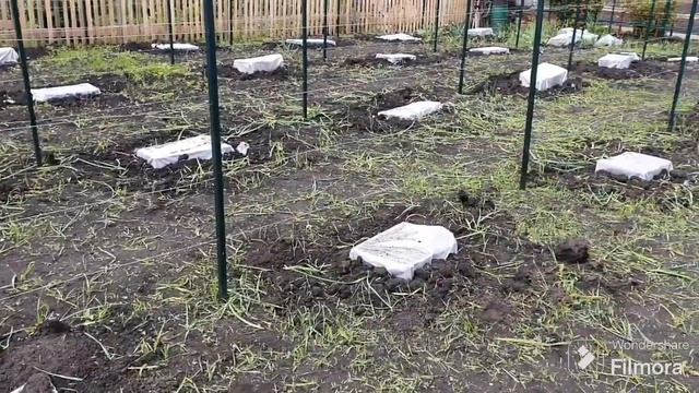 230. Опять Заморозок. Виноград ВСЁ. Кошу чеснок. смотреть онлайн