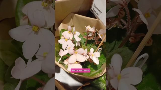 Необычные сорта фиалок. Часть 2 #сад #фиалки смотреть онлайн