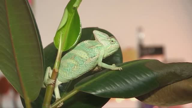 Аллергия. Какое животное завести ребенку, если у него аллергия на шерсть животных смотреть онлайн