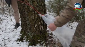 Берёзовый сок