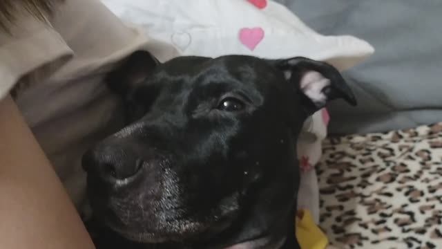 Стрижка ногтей собаке с использованием гриндера смотреть онлайн