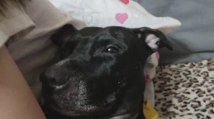 Стрижка ногтей собаке с использованием гриндера