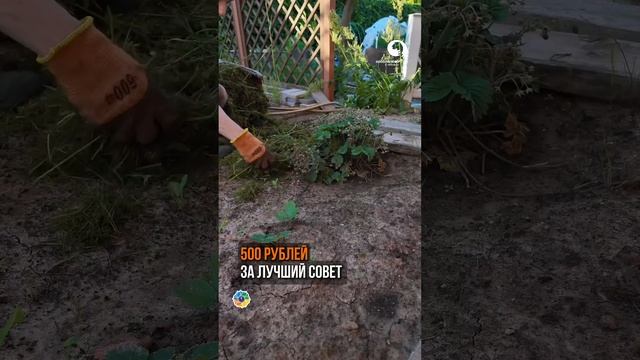 Почему желтеет Сельдерей? смотреть онлайн