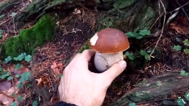 Boletus Edulis смотреть онлайн