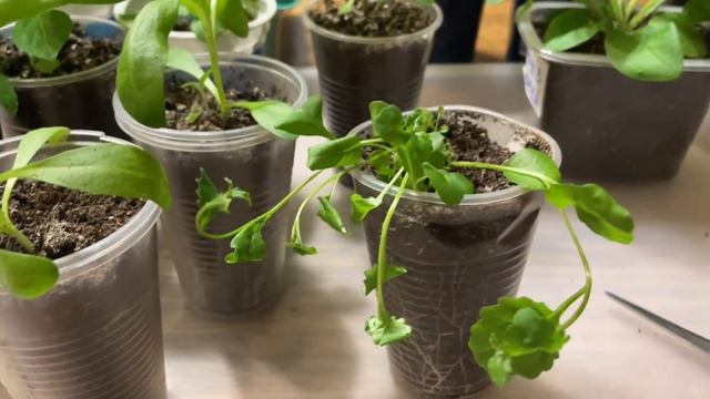 КАК ПРАВИЛЬНО ДЕЛАТЬ ПРИЩИПКУ РАССАДЫ! Это важно! смотреть онлайн