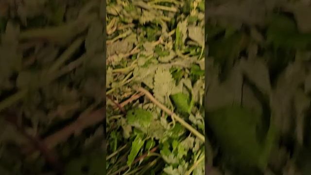 Мелисса лимонная для чая смотреть онлайн