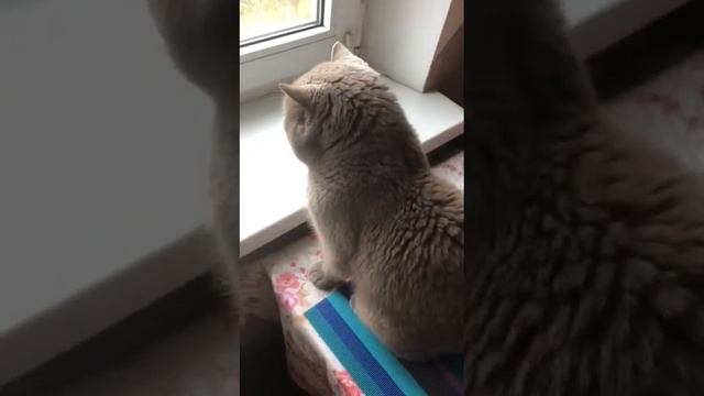 Кот Чаки vs голубь))) но есть препятствие 🤣окно смотреть онлайн