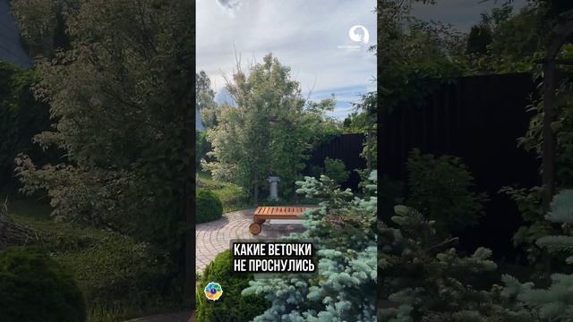 Обрезать Клён? смотреть онлайн