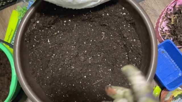 Всегда делаю так, чтобы вырастить КРЕПКУЮ И ЗДОРОВУЮ РАССАДУ ПЕРЦА! смотреть онлайн