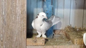 9.01.2025г Голуби Артура г Тимашевск ч. 3