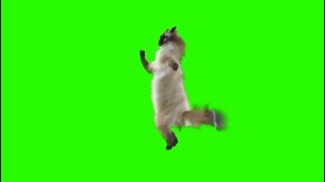 Зеленый экран , кошаки .