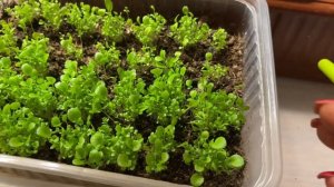 САМЫЙ ЛУЧШИЙ ПОСЕВ БАЗИЛИКА, без заморочек!