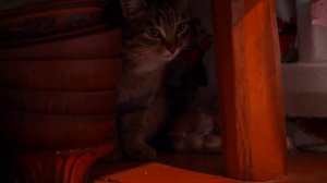 ТЕПЕРЬ БУДЕМ ЖИТЬ ВТРОЕМ! КАЛАЧИ ИЗ РУССКОЙ ПЕЧИ