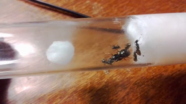 Муравьи пересажены в пробирку смотреть онлайн