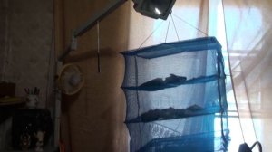 Сушилка для рыбы.