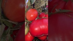 Итальянский СОРТ ТОМАТОВ! Очень хороший