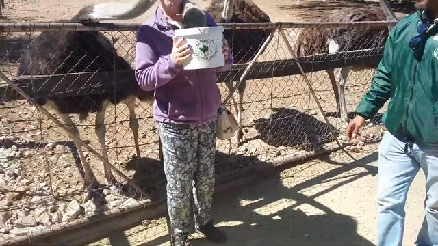 Feeding the Ostriches смотреть онлайн