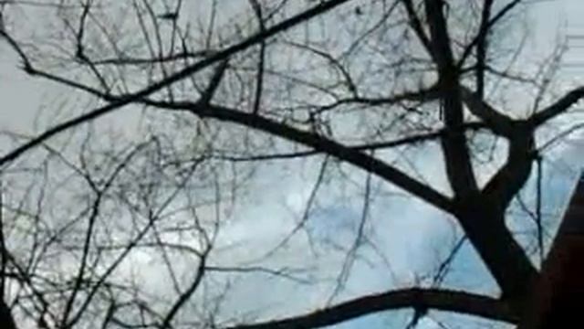 #котоптица Птица мяукает на дереве ЮГОКа смотреть онлайн