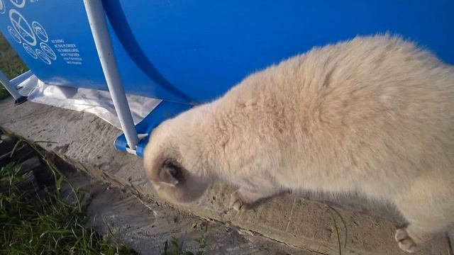 Котик Кевин показывает плитку и бассейн. Озвучка котиков смотреть онлайн
