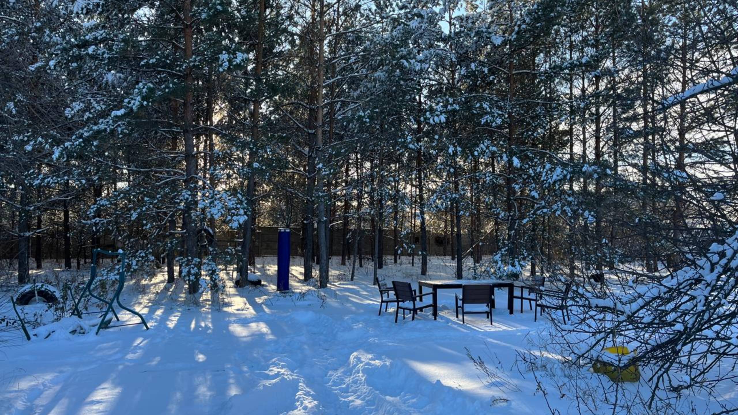 Сосны в снегу