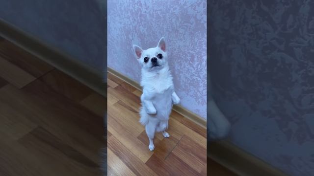 Когда мой пёс проголодался | Приколы от РУСЛАНЧИКА #shorts смотреть онлайн