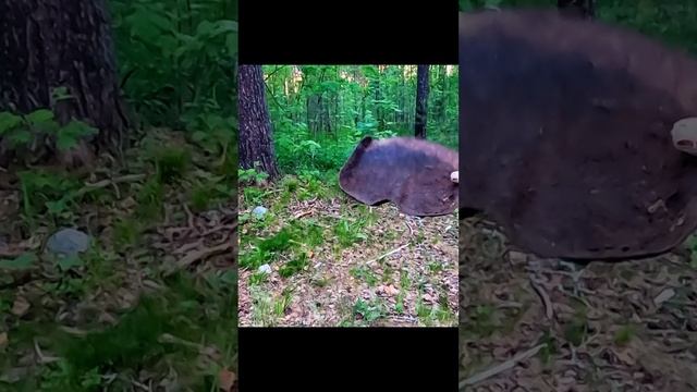 Очередной артефакт! #металлоискатель смотреть онлайн