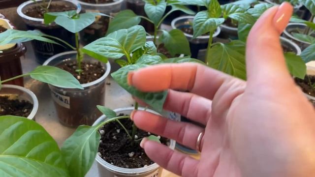 КАК ОСТАНОВИТЬ ВЫТЯГИВАНИЕ и РАННЕЕ ЦВЕТЕНИЕ РАССАДЫ! смотреть онлайн