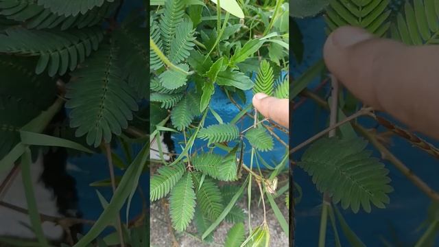 touch me not plant ☘️🌵#short❤️❤️ смотреть онлайн