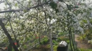 Мой любимый май... 💗🌸🌸🌸