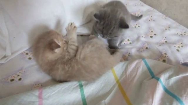 котёнки смотреть онлайн