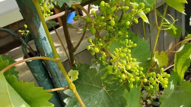 158. ЭТО случилось опять. Каждый год на огороде такое. смотреть онлайн