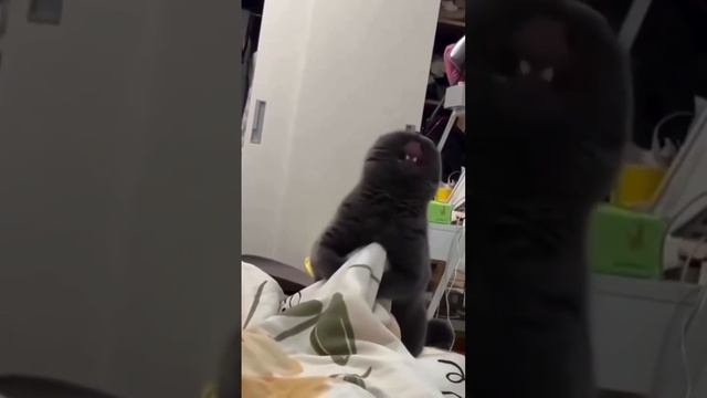 Адский кот смотреть онлайн