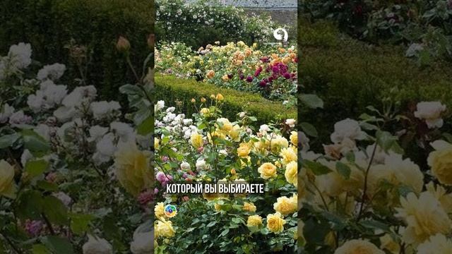 Лучший грунт для выращивания Роз #розы смотреть онлайн