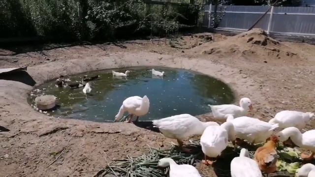 Заливаю чистую воду в пруд# смотреть онлайн