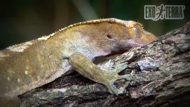 Exo Terra - In Crested Gecko Territory смотреть онлайн