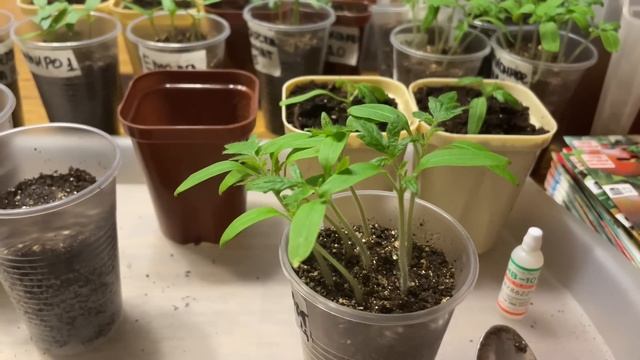 ТОМАТЫ. Посев и пикировка лежа, самые удачные способы! смотреть онлайн