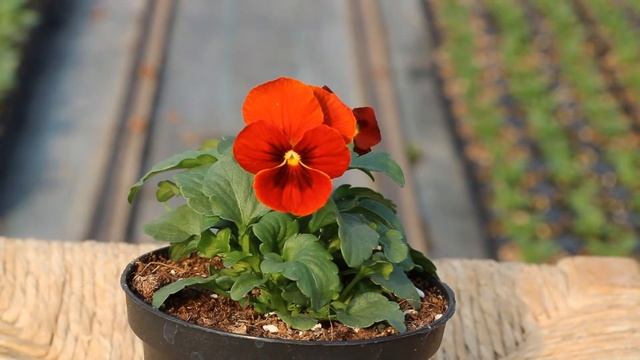 VIola del Pensiero a fiore piccolo Sorbet XP Red blotch смотреть онлайн