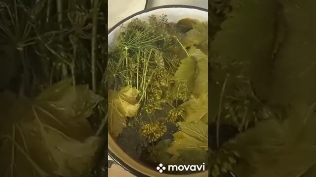 супер рецепт консервации хрустящих огурцов 🥒 Шоша и Гоша смотреть онлайн