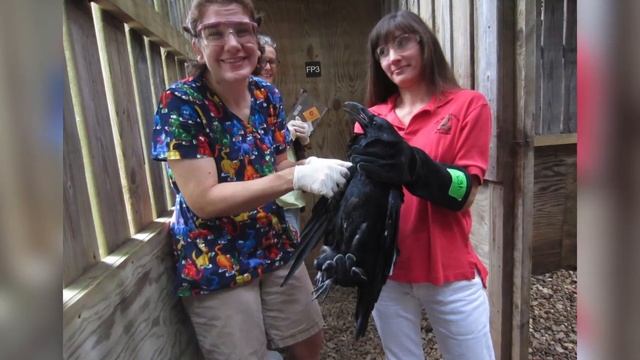 Injured Raven Flies Again Thanks to Unusual Feather Transplant смотреть онлайн