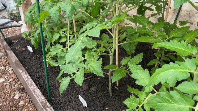 РАССАДУ высадила В ХОЛОД и не пожалела! Первая подкормка! смотреть онлайн