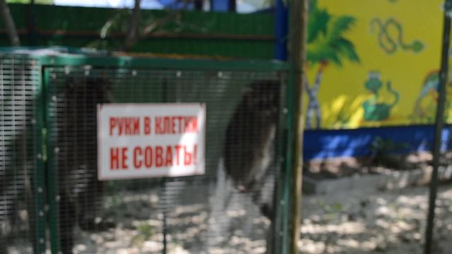 Енот и другие сурикаты в Голубицкой смотреть онлайн