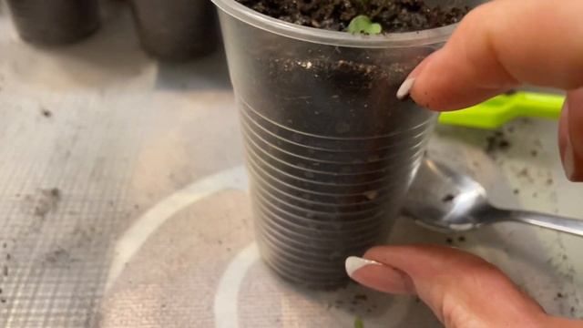 ВАЖНАЯ ПОДКОРМКА И КОКТЕЙЛЬ ДЛЯ ЦВЕТОВ ПОСЛЕ ПИКИРОВКИ! Пикировка цветов смотреть онлайн