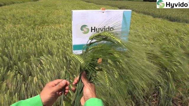 ХИБРИДЕН ЕЧЕМИК ОТ СИНДЖЕНТА HYVIDO - РЕКОРДНИ ДОБИВИ 2017 смотреть онлайн