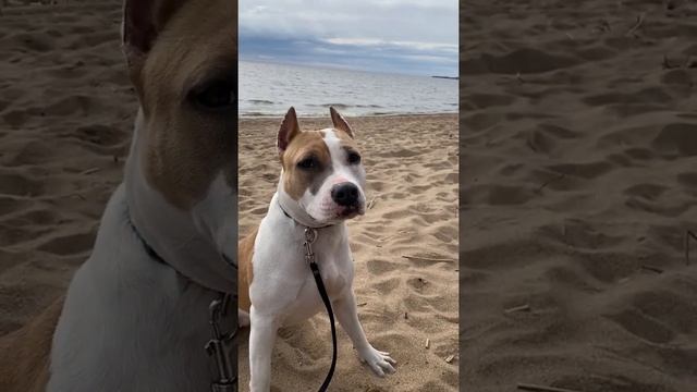 Кушай манку #shorts #staff смотреть онлайн