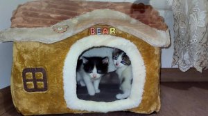 Мама-кошка воспитывает своих любимых котят. Котята начали прекрасно играть.