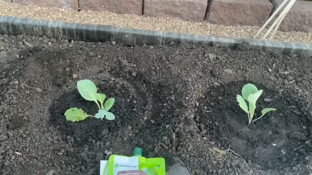 САЖАЮ КАПУСТУ только таким СПОСОБОМ! Никак иначе смотреть онлайн