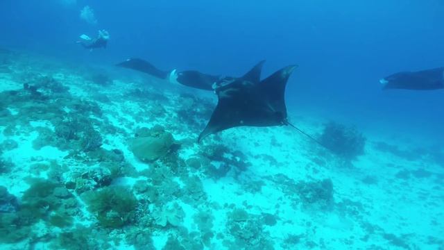 KOMODO MANTA MATING смотреть онлайн
